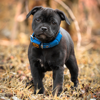 Staffordshire Bull Terrier 1935® Puppy Collar & Leash Set - Royal Blue