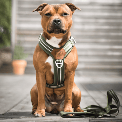 Staffordshire Bull Terrier 1935® Nylon Harness & Leash Set