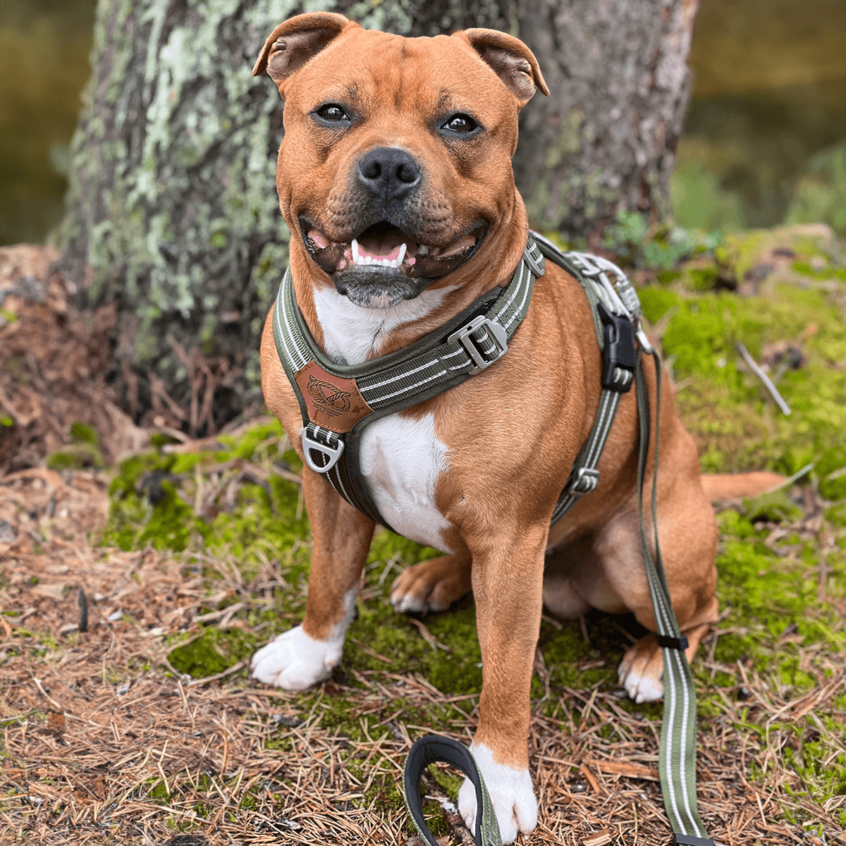 Staffordshire Bull Terrier 1935® Harness & Leash Set - Green