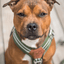 Staffordshire Bull Terrier 1935® Harness & Leash Set - Green