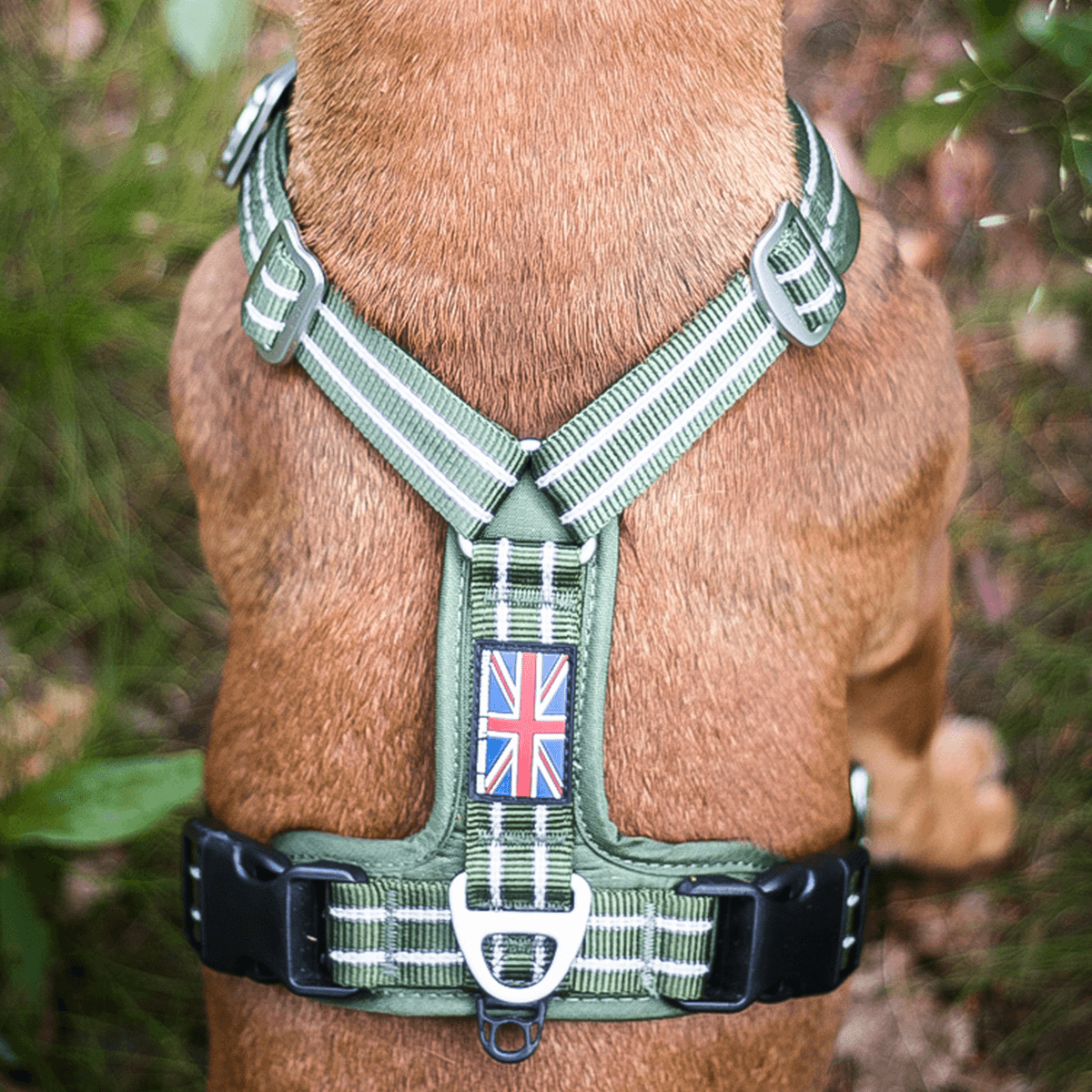 Staffordshire Bull Terrier 1935® Harness & Leash Set - Green