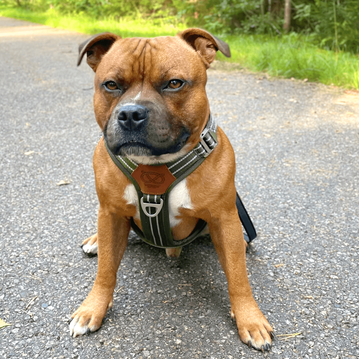 Staffordshire Bull Terrier 1935® Nylon Harness & Leash Set