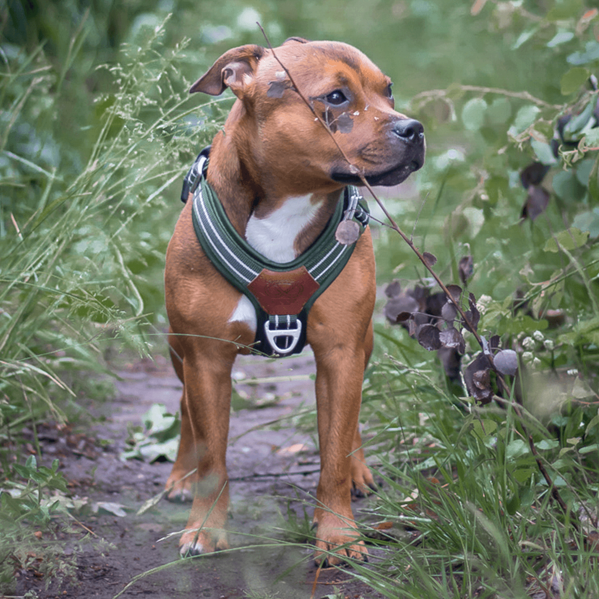 Staffordshire Bull Terrier 1935® Nylon Harness & Leash Set