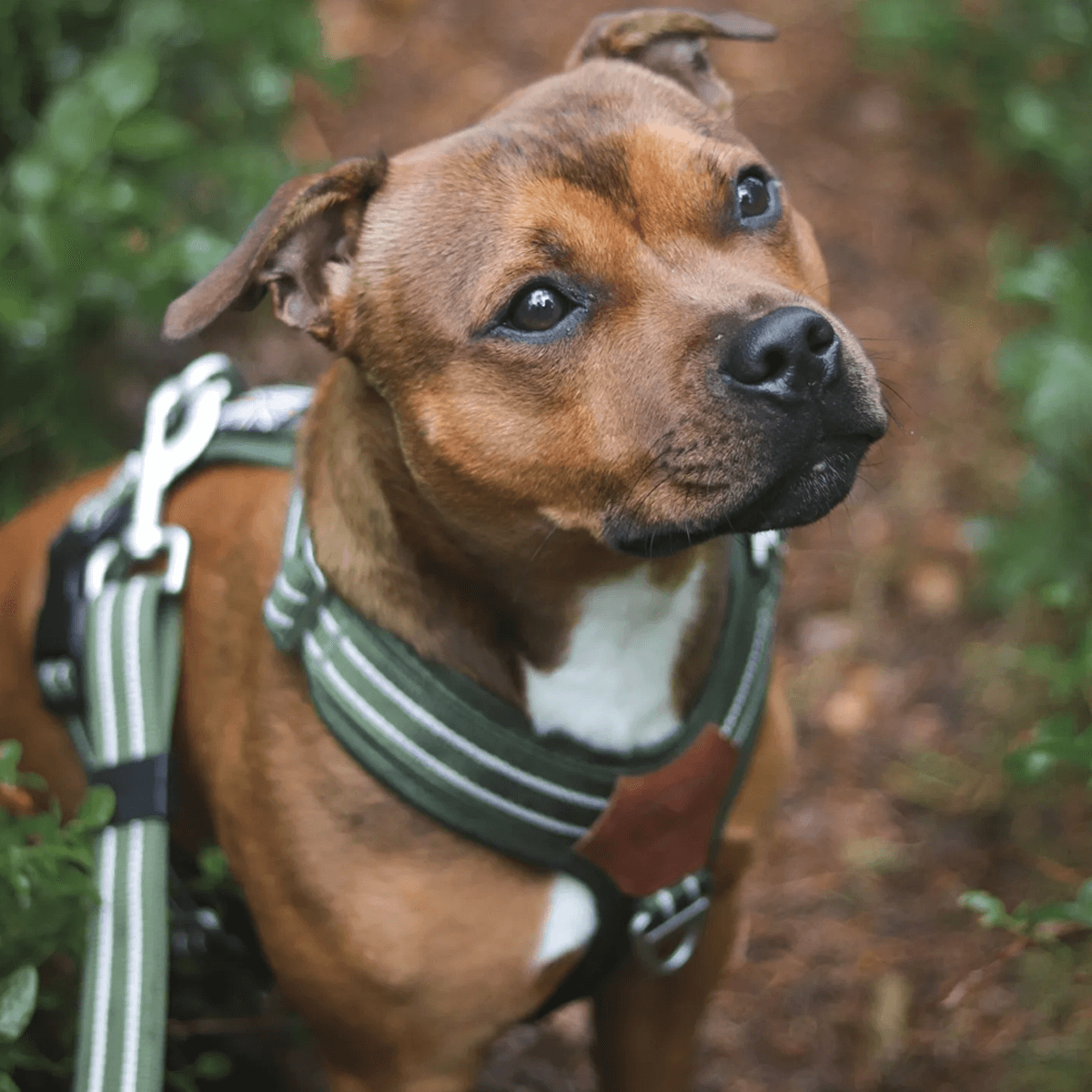 Staffordshire Bull Terrier 1935® Nylon Harness & Leash Set