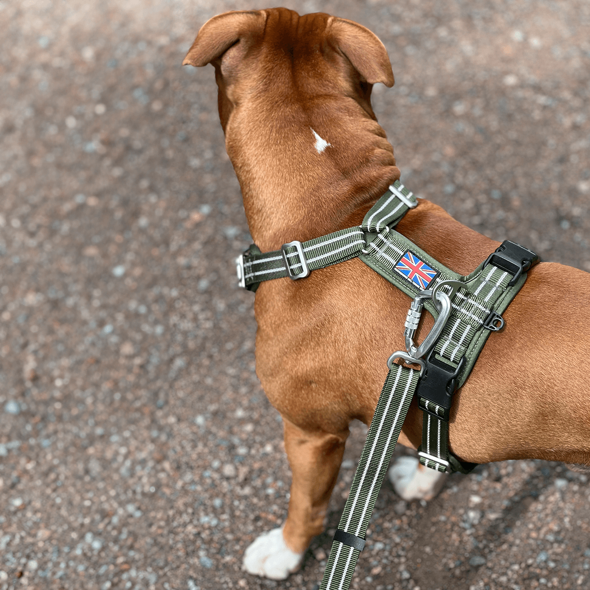 Staffordshire Bull Terrier 1935® Harness & Leash Set - Green