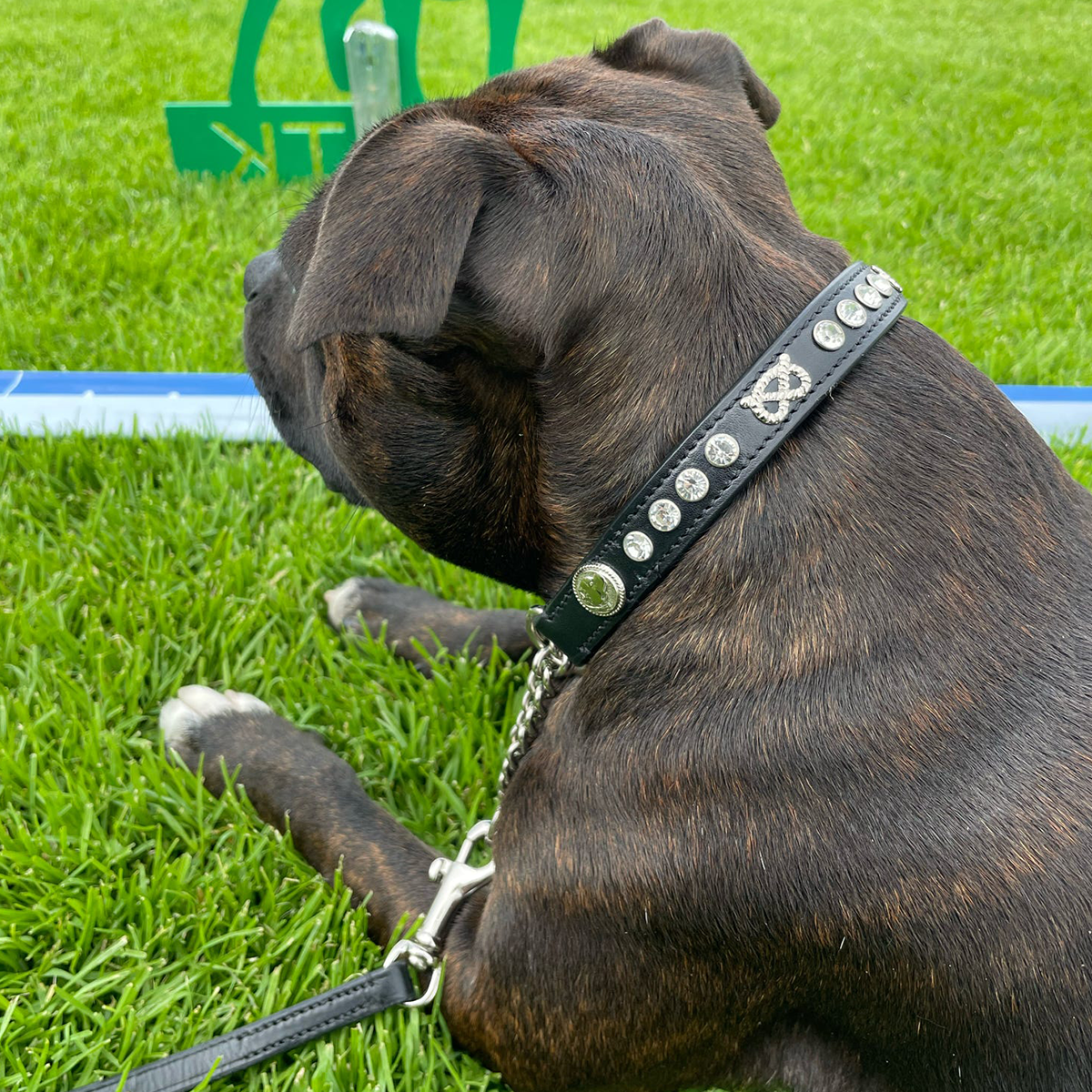 Staffordshire Bull Terrier 1935® Show Half Check Collar & Leash Set - Diamond - Black & Silver - Kåla’s Black Diamond Edition