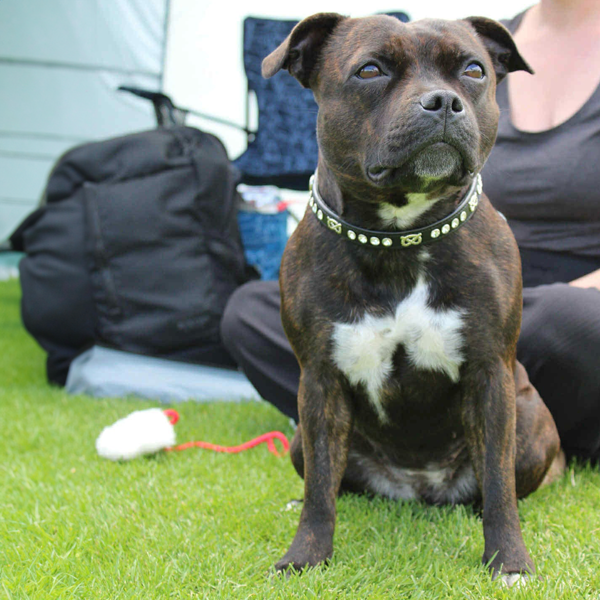 Staffordshire Bull Terrier 1935® Show Half Check Collar & Leash Set - Diamond - Black & Silver - Kåla’s Black Diamond Edition
