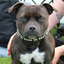 Staffordshire Bull Terrier 1935® Show Half Check Collar & Leash Set - Diamond - Black & Silver - Kåla’s Black Diamond Edition
