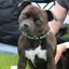 Staffordshire Bull Terrier 1935® Show Half Check Collar & Leash Set - Diamond - Black & Silver - Kåla’s Black Diamond Edition