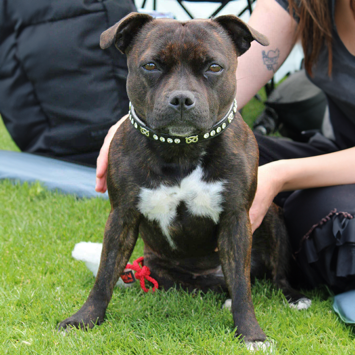 Staffordshire Bull Terrier 1935® Show Half Check Collar & Leash Set - Diamond - Black & Silver - Kåla’s Black Diamond Edition