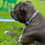 Staffordshire Bull Terrier 1935® Show Half Check Collar & Leash Set - Diamond - Black & Silver - Kåla’s Black Diamond Edition
