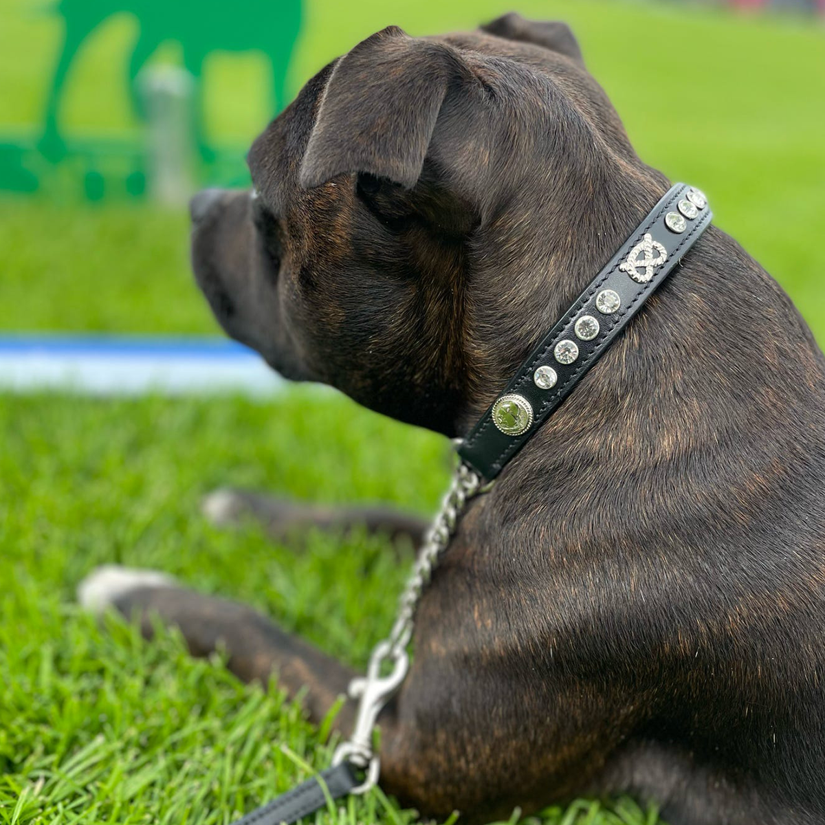 Staffordshire Bull Terrier 1935® Show Half Check Collar & Leash Set - Diamond - Black & Silver - Kåla’s Black Diamond Edition
