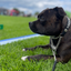 Staffordshire Bull Terrier 1935® Show Half Check Collar & Leash Set - Diamond - Black & Silver - Kåla’s Black Diamond Edition