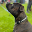 Staffordshire Bull Terrier 1935® Show Half Check Collar & Leash Set - Diamond - Black & Silver - Kåla’s Black Diamond Edition
