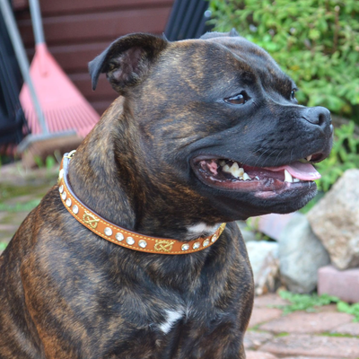 Staffordshire Bull Terrier 1935® Utställningshalsband Halvstryp & Koppel Set - Diamond - Konjak & Guld