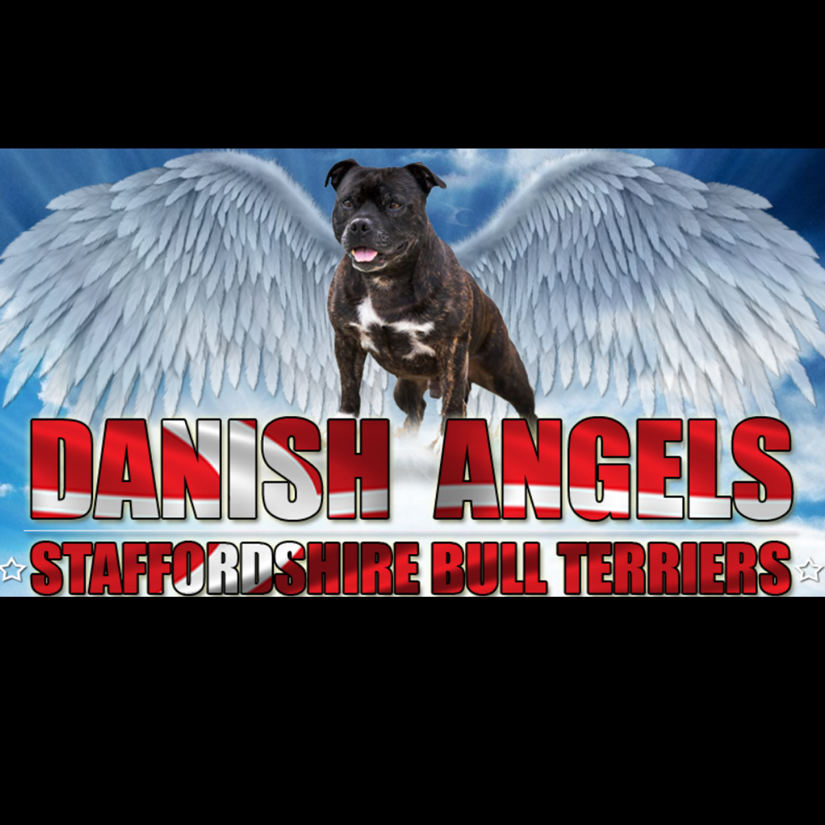 Staffordshire Bull Terrier Breeder Danish Angels Denmark