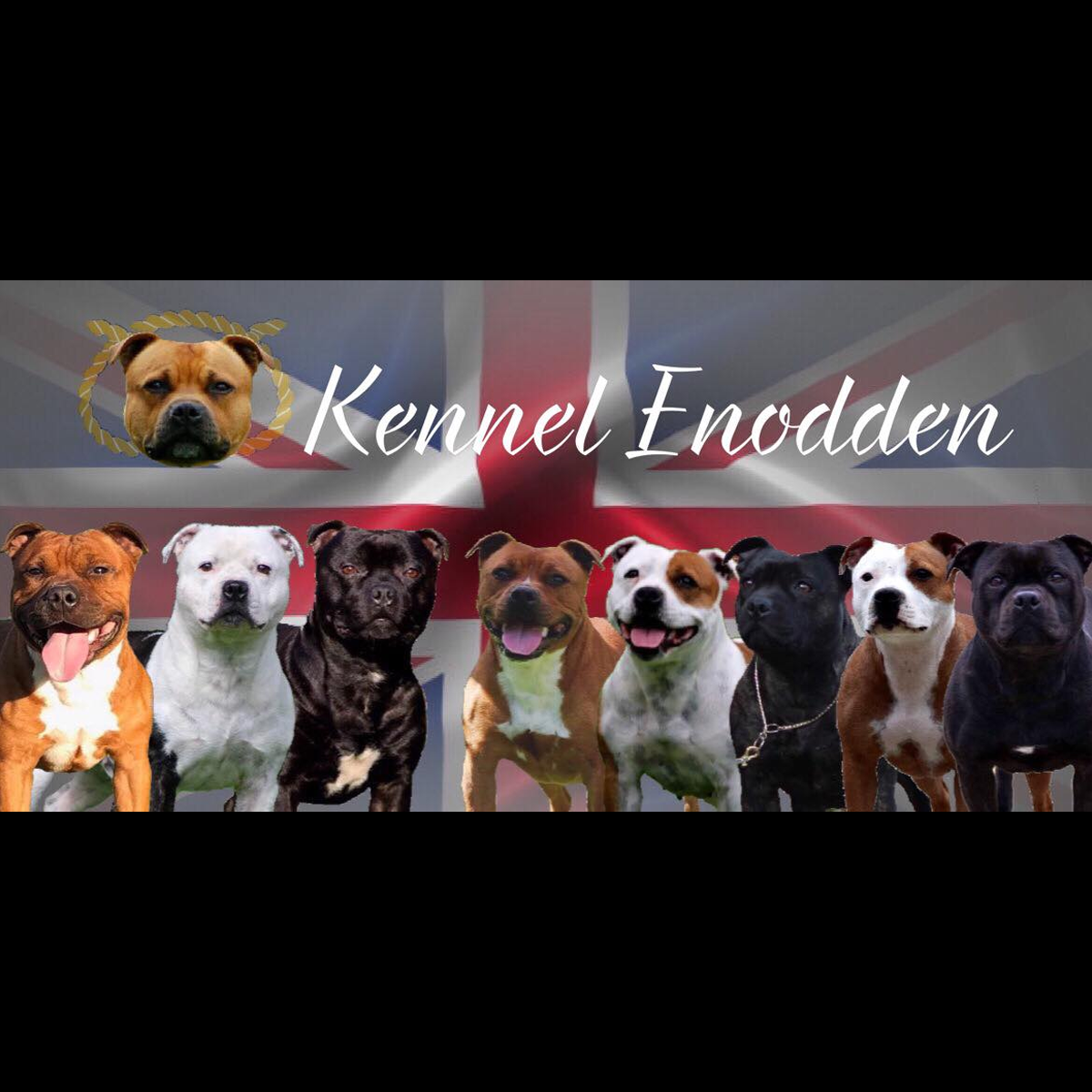 Staffordshire Bull Terrier Breeder Kennel Enodden Denmark