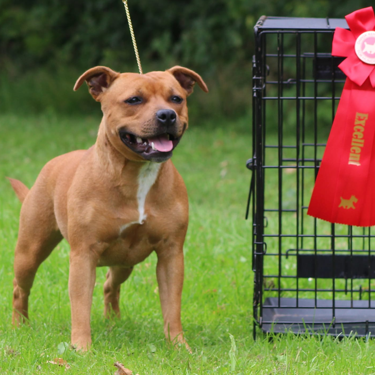 Staffordshire Bull Terrier Breeder Joy Of Wonders Denmark