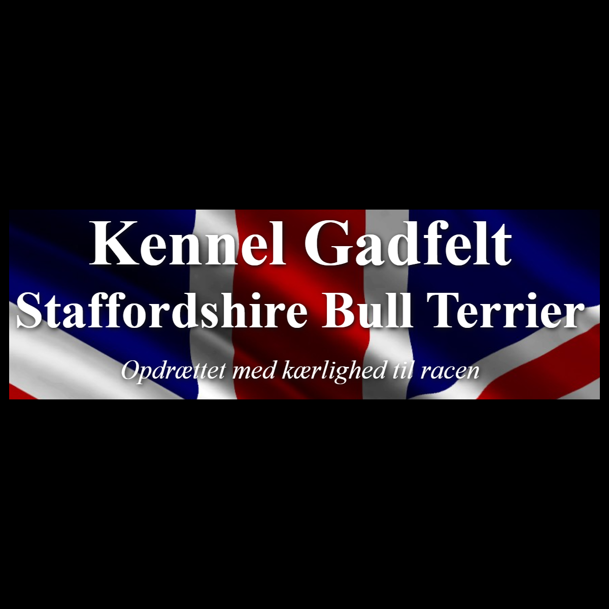 Staffordshire Bull Terrier Breeder Kennel Gadfelt Denmark