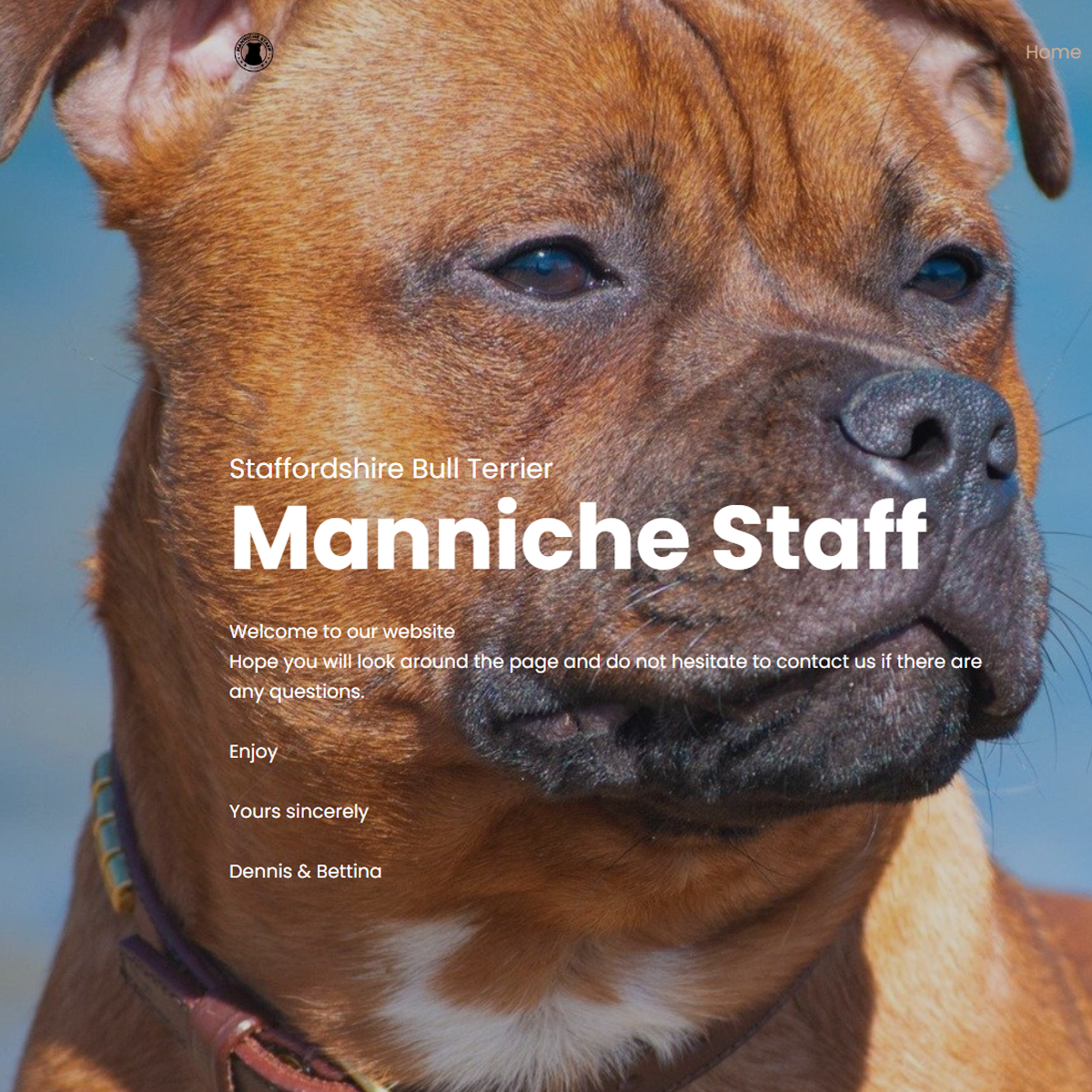 Staffordshire Bull Terrier Breeder Manniche Staff Denmark