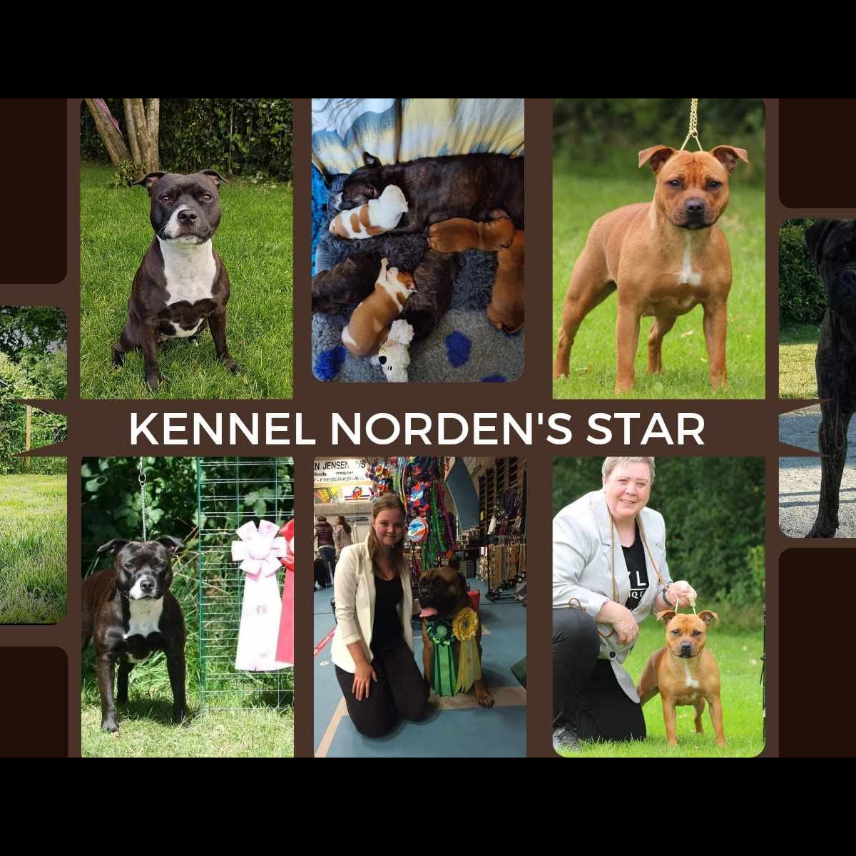 Staffordshire Bull Terrier Breeder Norden's Star Denmark