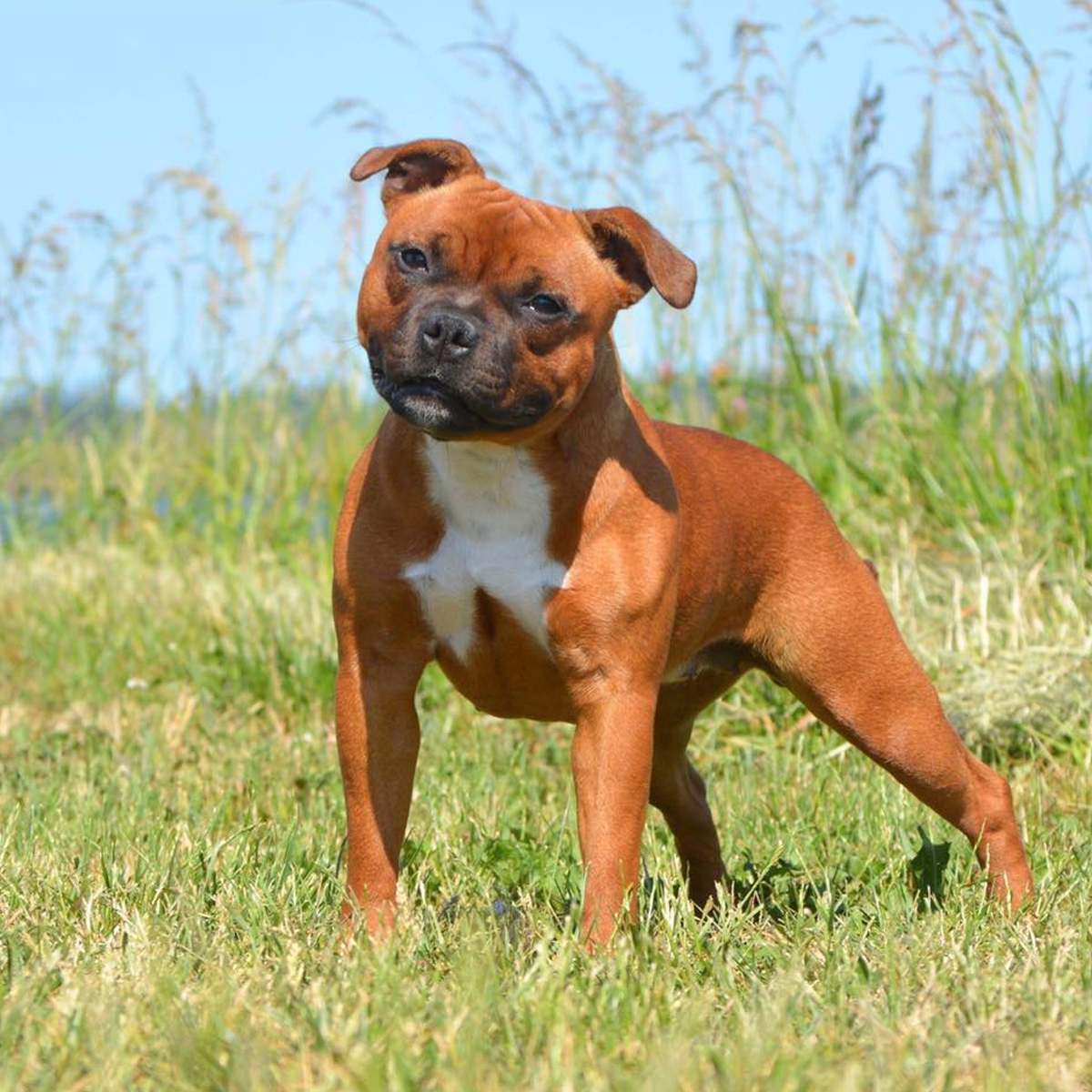 Staffordshire Bull Terrier Breeder Pirehills Staffords Denmark