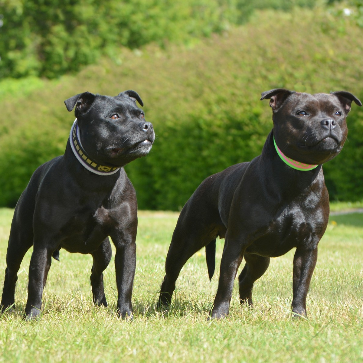 Staffordshire Bull Terrier Breeder Stakstons Staffords Denmark