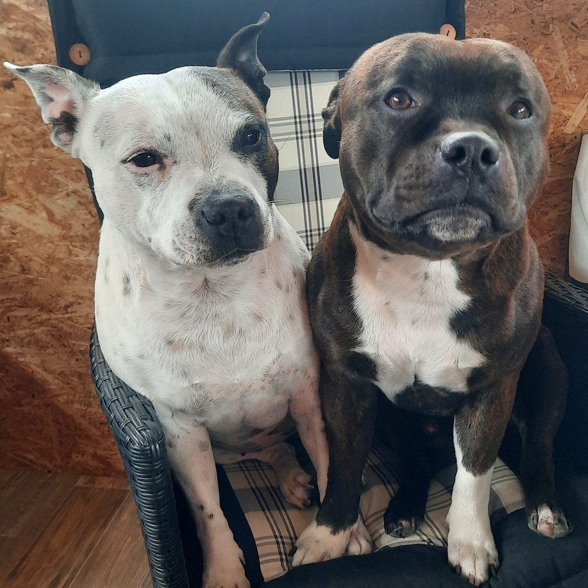 Staffordshire Bull Terrier Breeder Ultimate Legacy Denmark