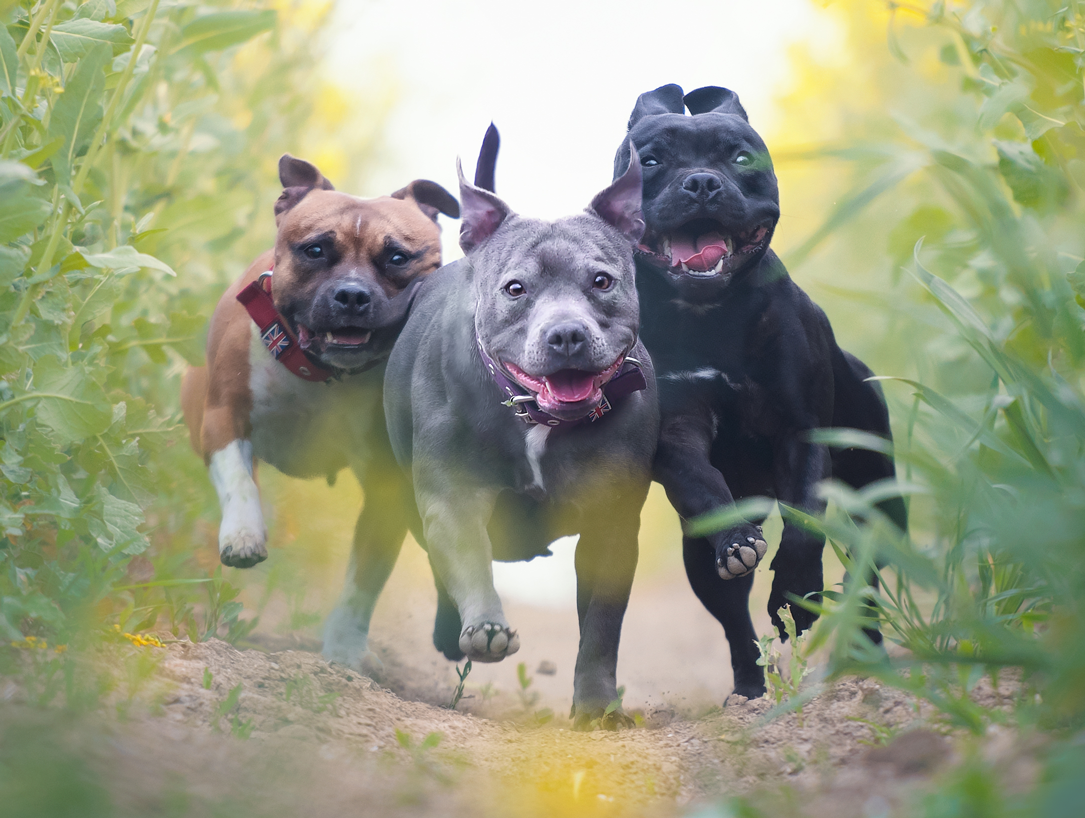 Staffordshire Bull Terrier Collar