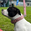 Staffordshire Bull Terrier 1935® Läderhalsband & Koppel Set - Gentleman Jim - Babyrosa/Silver