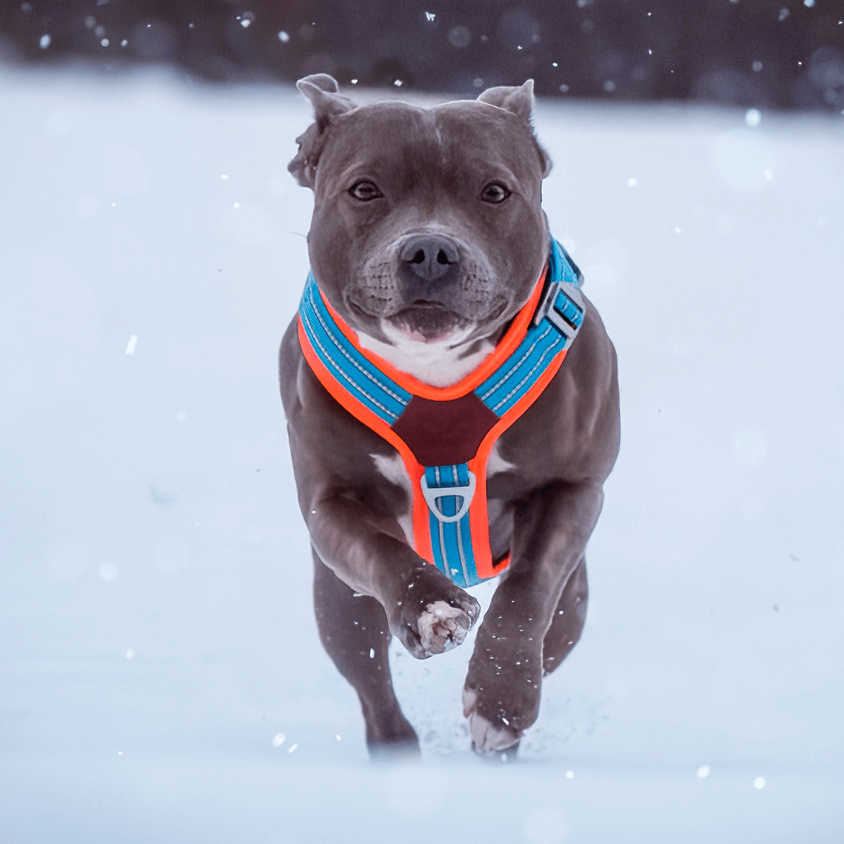 Staffordshire Bull Terrier 1935® Nylon Harness & Leash Set