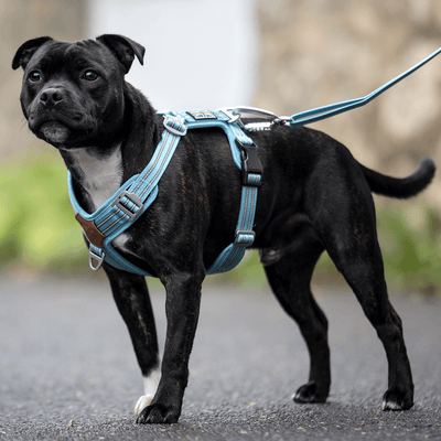 Staffordshire Bull Terrier 1935® Harnais et Laisse - Édition Stanley - Bébé Bleu