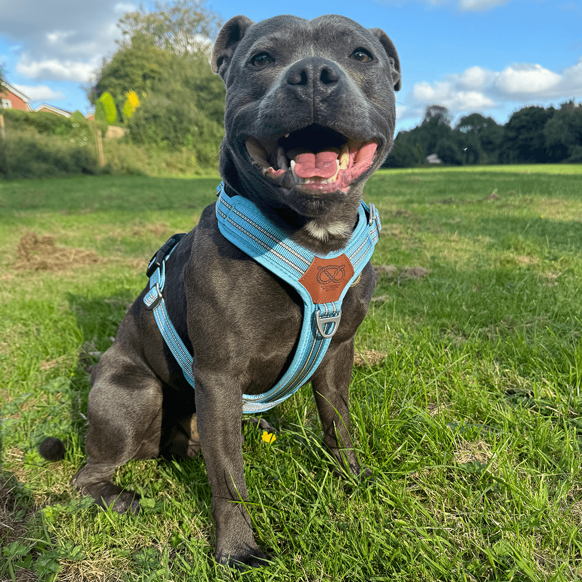 Staffordshire Bull Terrier 1935® Harness & Leash Set - Stanley Edition - Baby Blue