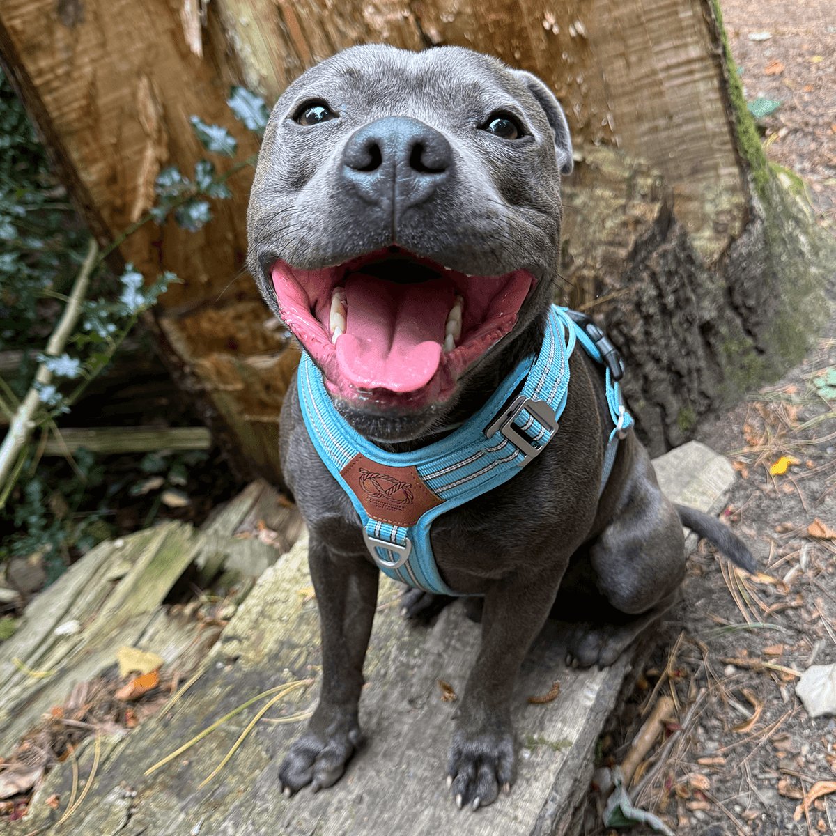 Staffordshire Bull Terrier 1935® Harness & Leash Set - Stanley Edition - Baby Blue