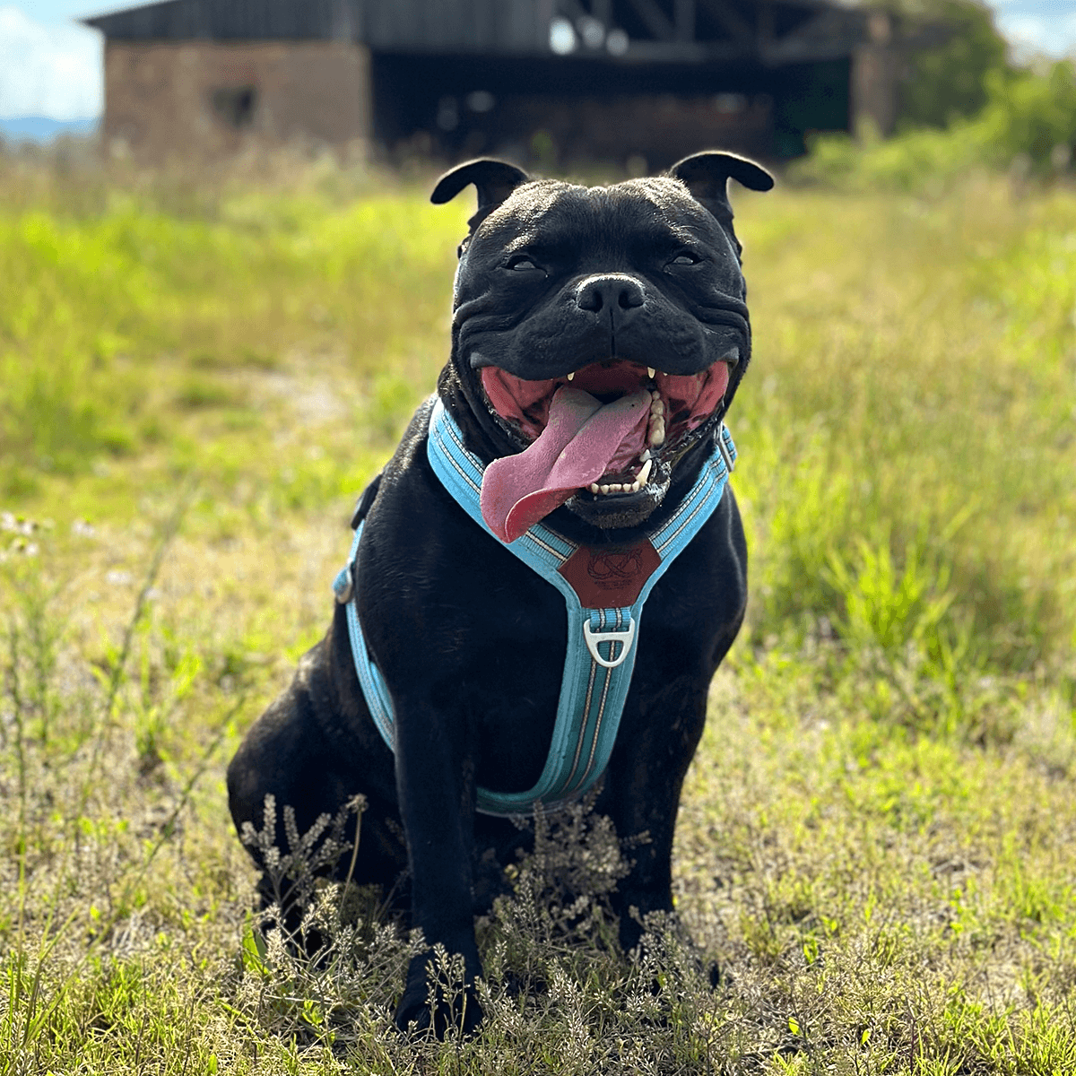 Staffordshire Bull Terrier 1935® Harness & Leash Set - Stanley Edition - Baby Blue