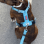 Staffordshire Bull Terrier 1935® Harness & Leash Set - Stanley Edition - Baby Blue