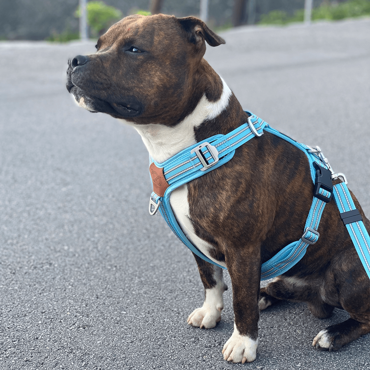 Staffordshire Bull Terrier 1935® Harness & Leash Set - Stanley Edition - Baby Blue