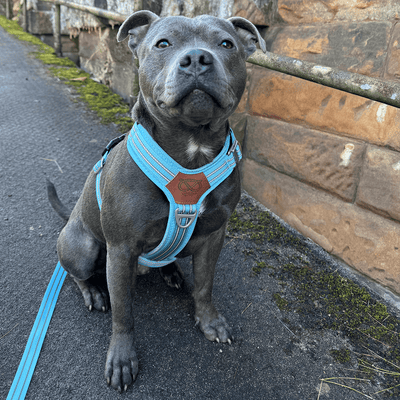 Staffordshire Bull Terrier 1935® Harnais et Laisse - Édition Stanley - Bébé Bleu