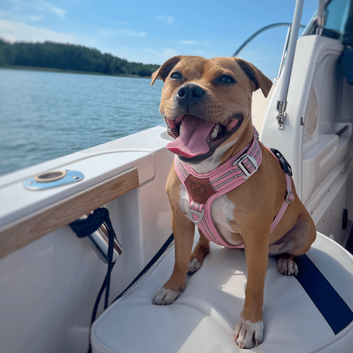 staffordshire bull terrier harness