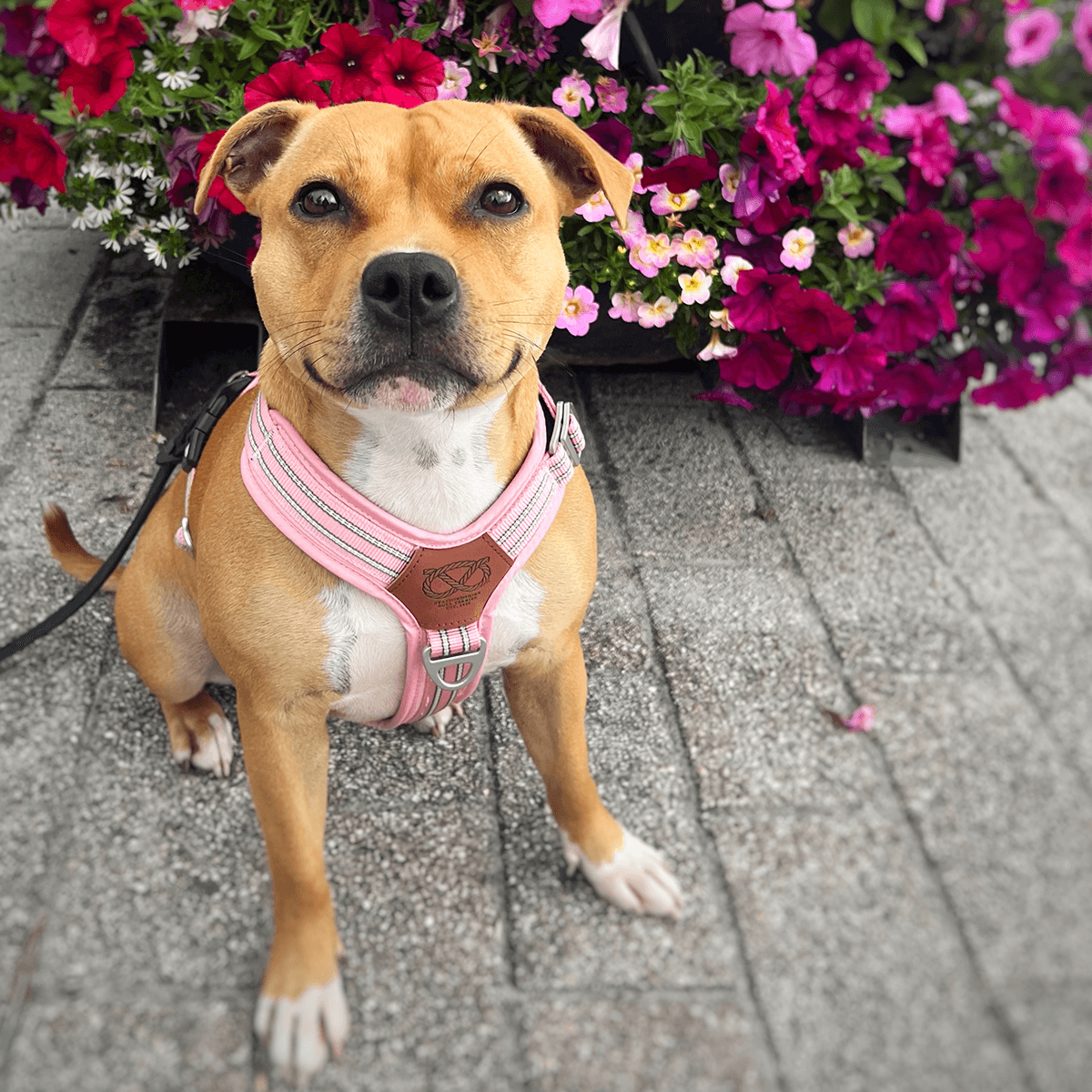 staffordshire bull terrier harness