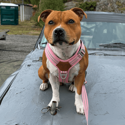 Staffordshire Bull Terrier 1935® Harness & Leash Set - Baby Pink