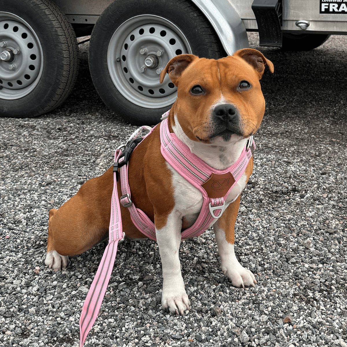 Staffordshire Bull Terrier 1935® Harness & Leash Set - Baby Pink