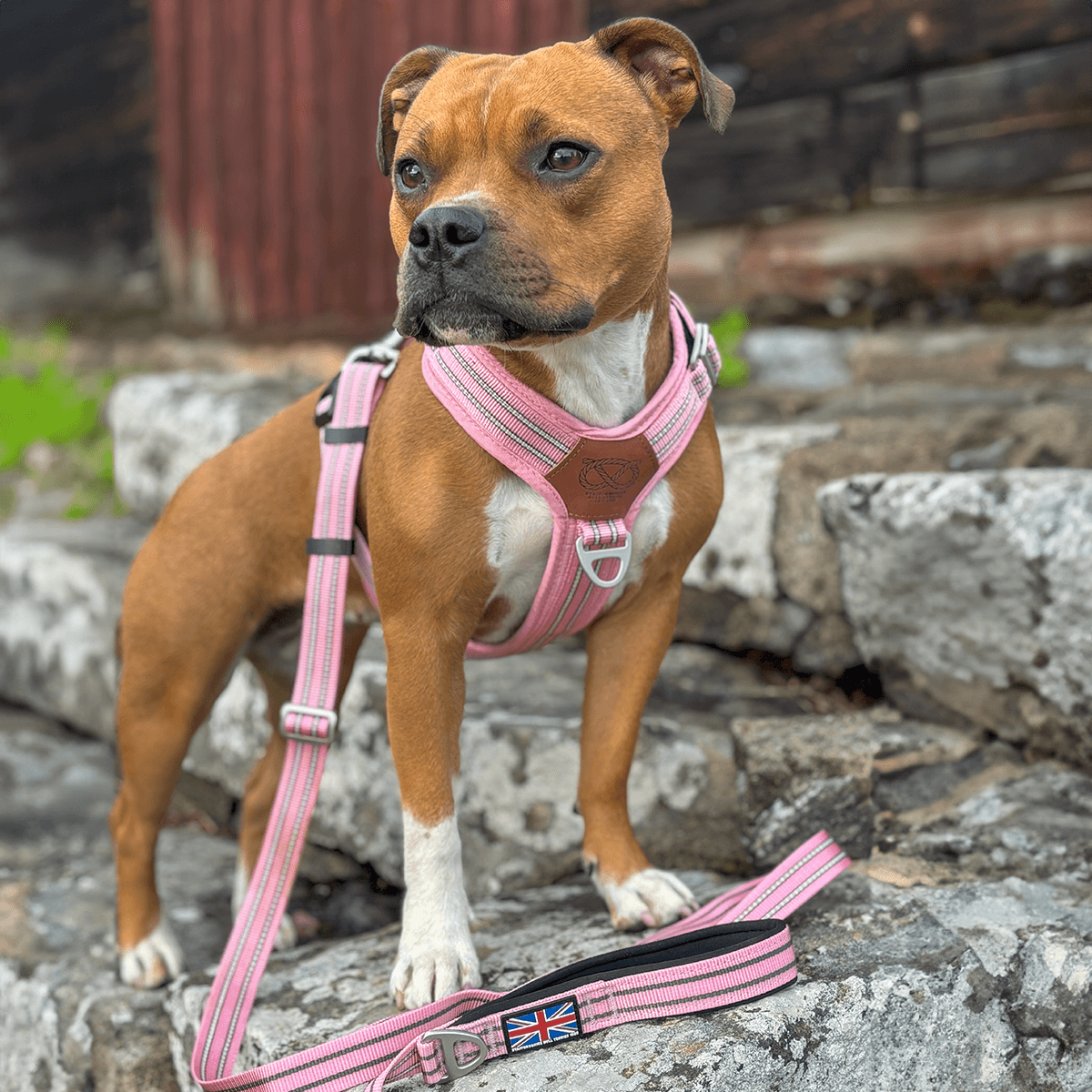 staffrdshire bull terrier harness