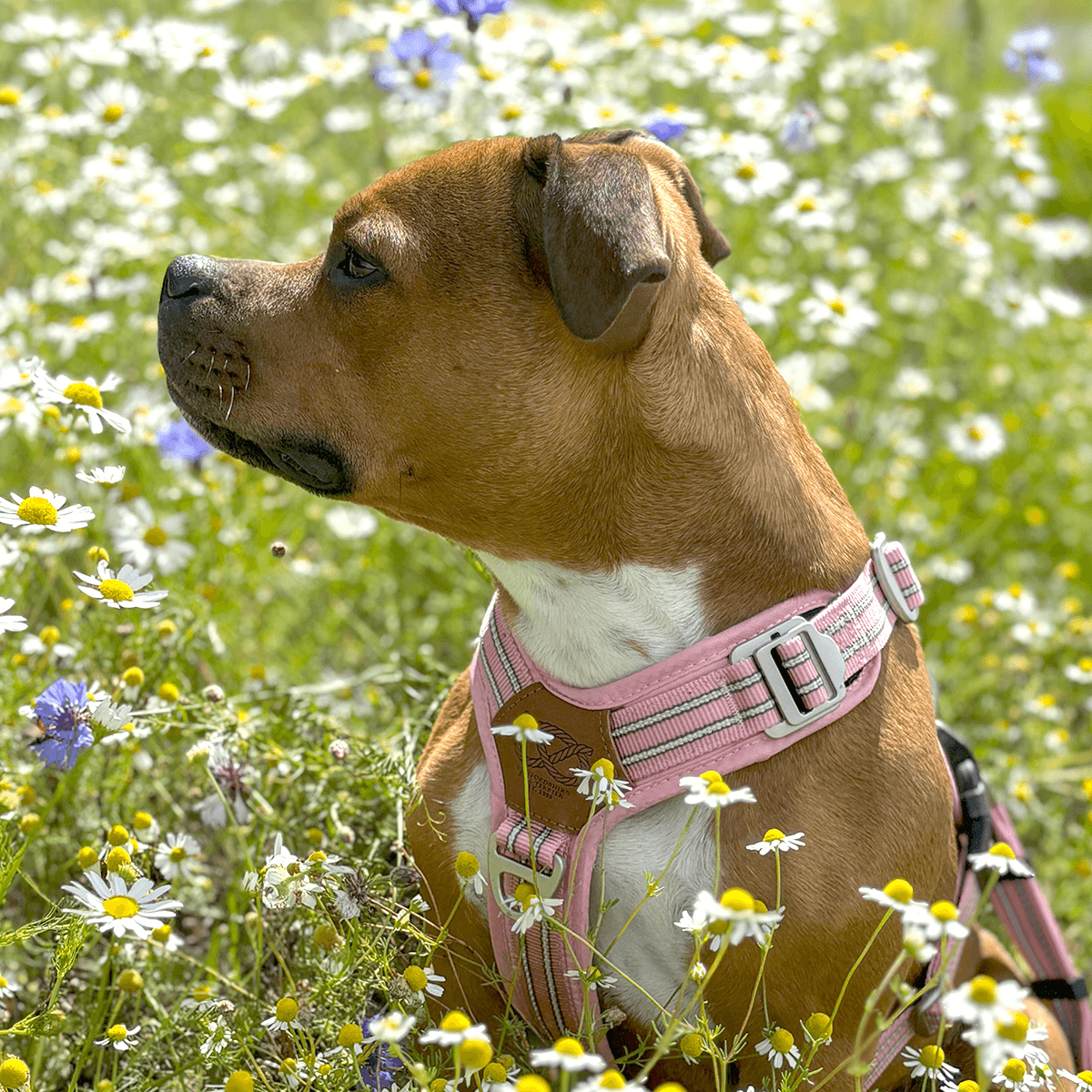 staffordshire bull terrier harness