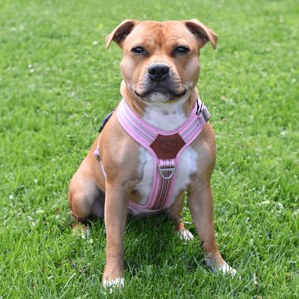 staffrdshire bull terrier harness