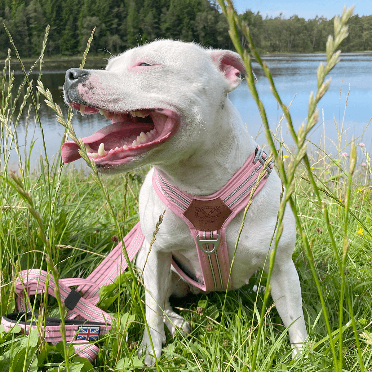 staffordshire bull terrier harness