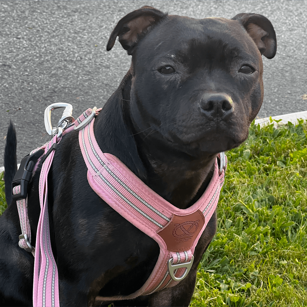 staffordshire bull terrier harness