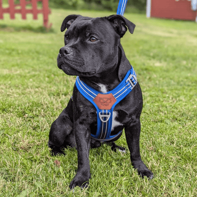 Staffordshire Bull Terrier 1935® Harnais et Laisse - Bleu Royal