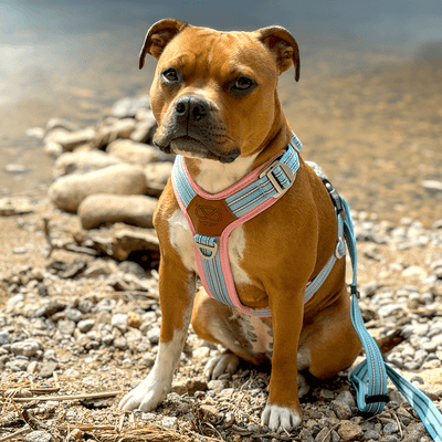 Staffordshire Bull Terrier 1935® Harness & Leash Set - Izy Edition - Baby Blue & Baby Pink