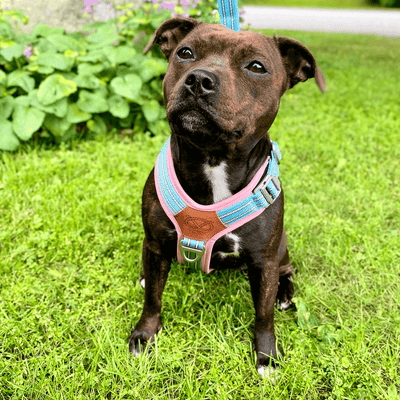 Staffordshire Bull Terrier 1935® Harness & Leash Set - Izy Edition - Baby Blue & Baby Pink